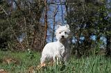 WESTIE 006